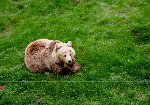 Bear Sanctuary