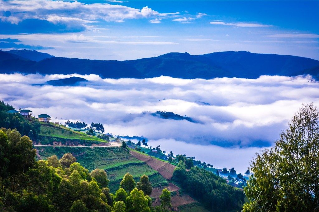 Top 10 Things You Must Know About Mountain Gorilla Trekking
