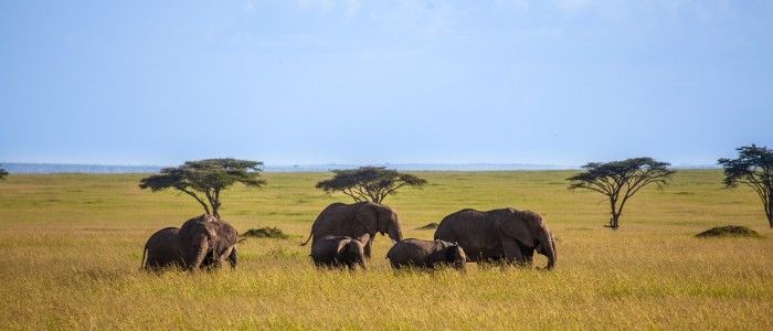 Best time to visit Kenya
