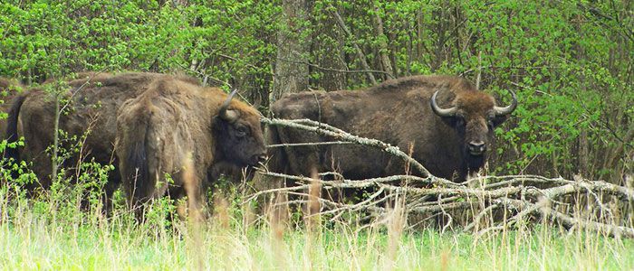 Bialowieza Forest