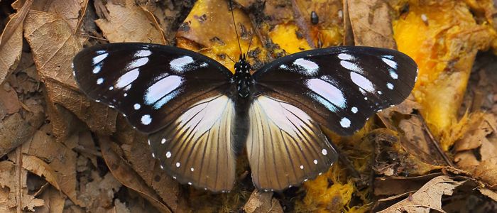 Bobiri Butterfly Sanctuary