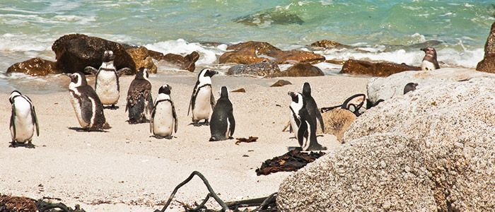 Top 10 Budget-Friendly Family Activities And Things To Do In Cape Town