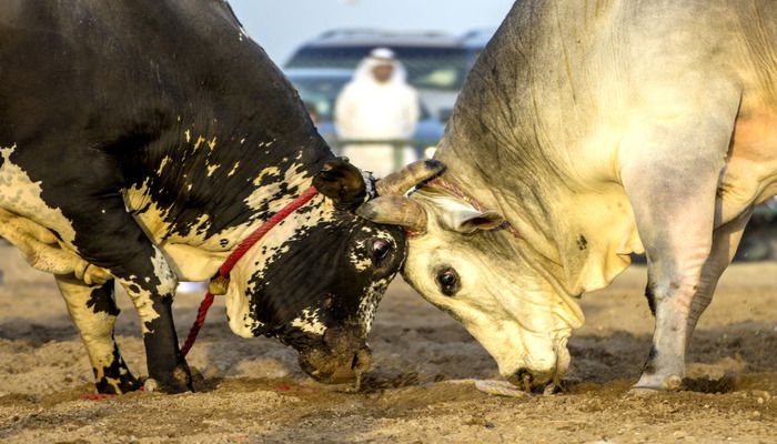 Bull butting, things to do in Fujairah