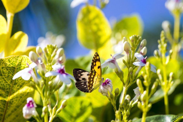 Butterfly House Al Noor Island