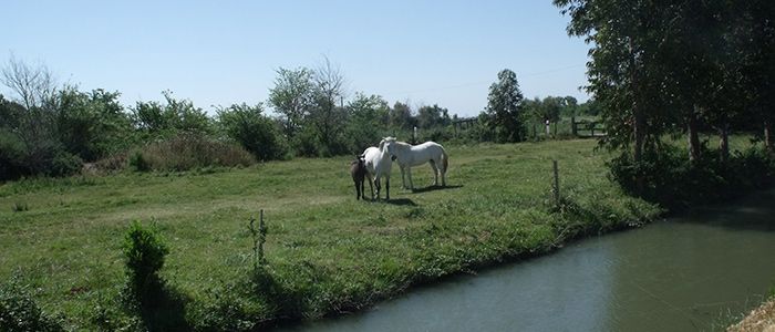 Camargue Reserve