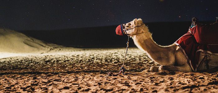 Camel Museum, 10 Places to visit in Dubai for free