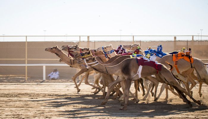 Camel racing spectacle