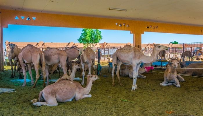 Camels in Al Ain