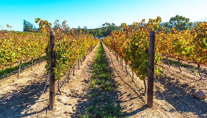Cape Town Vineyards