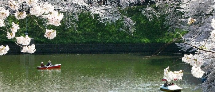 Top Things To Do In Japan - Cherry Blossom festival