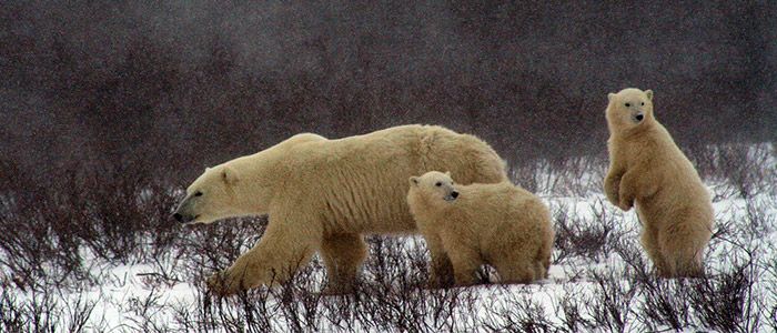 Churchill polar bears