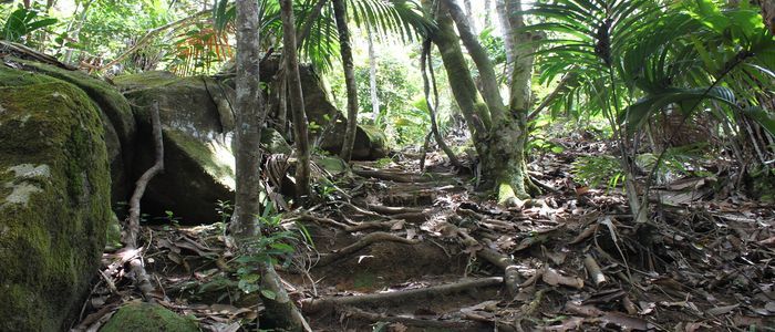 Copolia-Trail.jpg