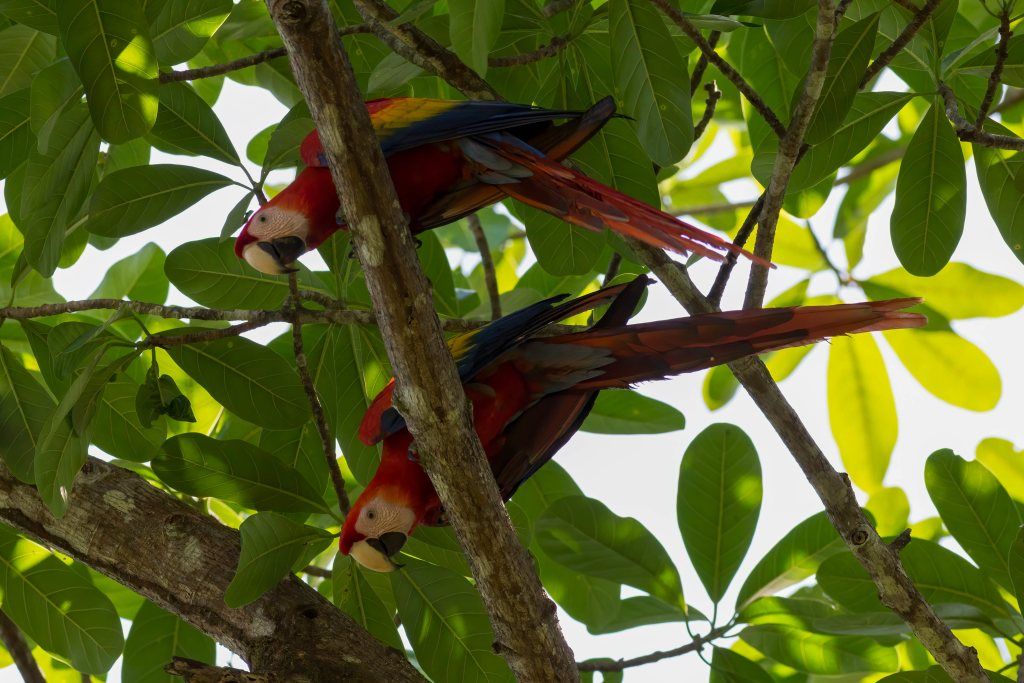 Corcovodo National Park, Costa Rica