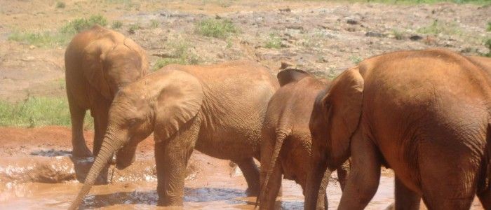 David Sheldrick Wildlife Trust