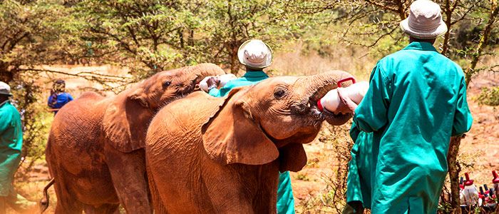 David Sheldrick Wildlife Trust Elephant Nursery, Kenya
