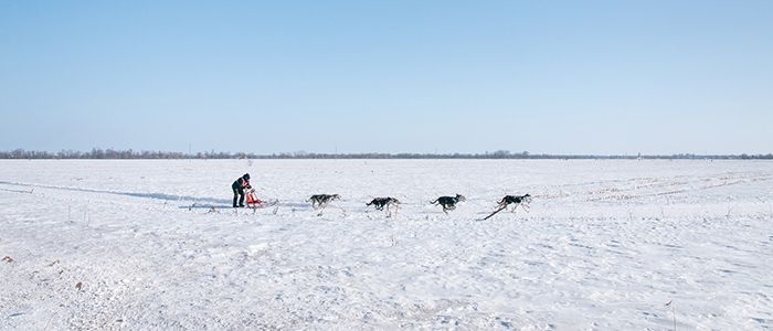 Things to do in Greenland - Dog-sledding tour