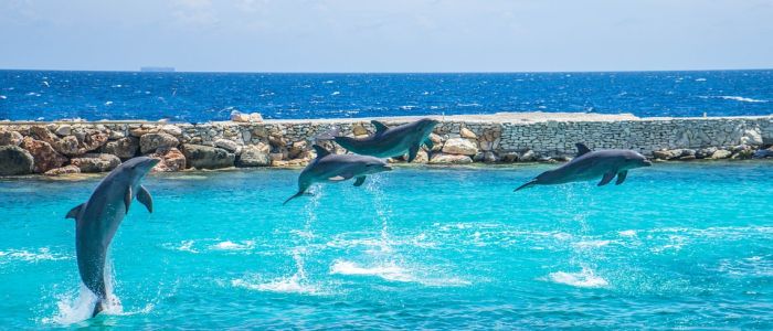 Dolphin Beach