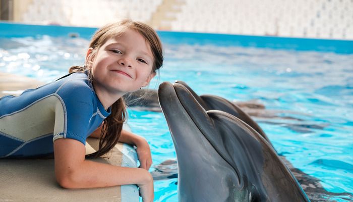Dolphin Show