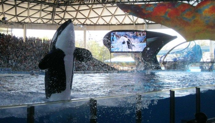 Dolphin Village