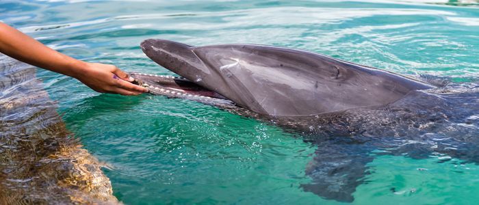Dolphin-Village-Dammam.jpg
