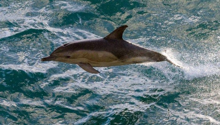 Dolphin sunset cruise