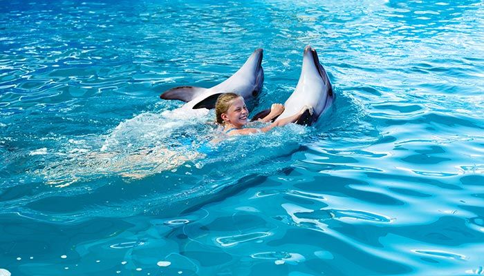 Dolphins at Play