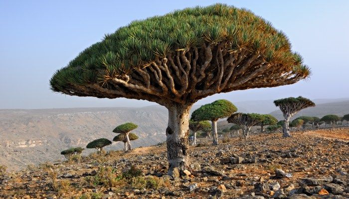 Dragon blood tree, Socotra Island