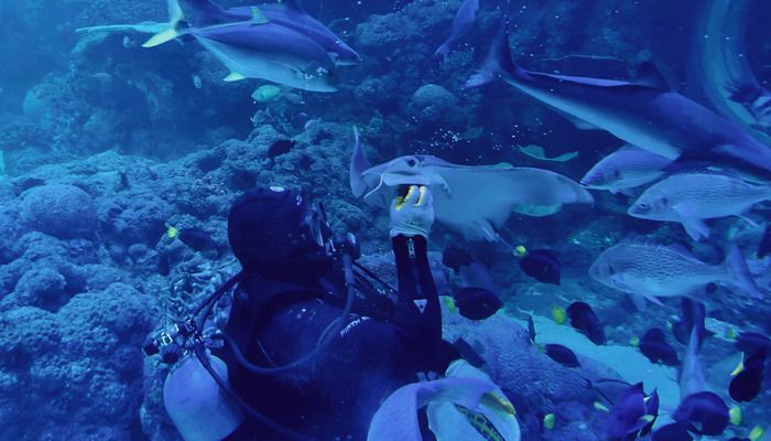 Dubai Aquarium & Underwater Zoo