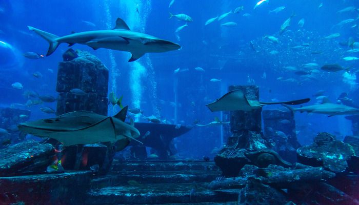 Dubai Aquarium & Underwater Zoo