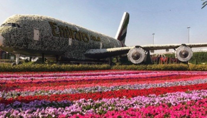 Dubai Miracle Garden, Places To Visit In UAE