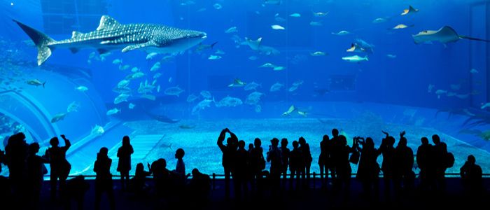 Dubai Underwater zoo and aquarium