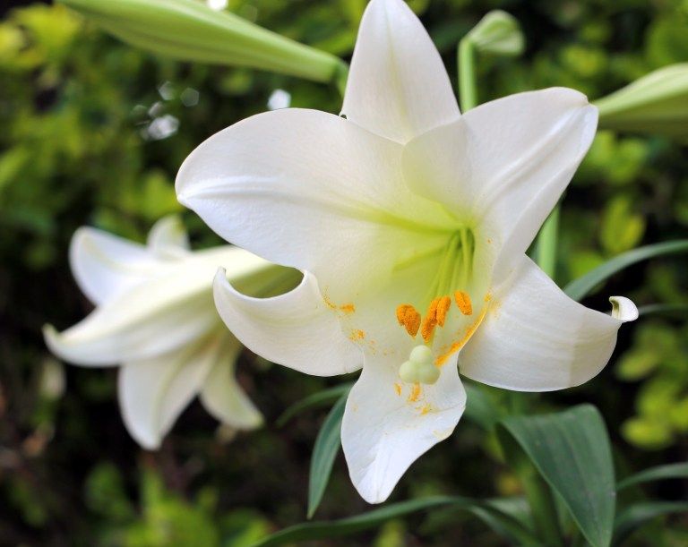 Easter Lillies