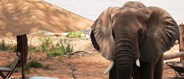 Elephant Bedroom Camp