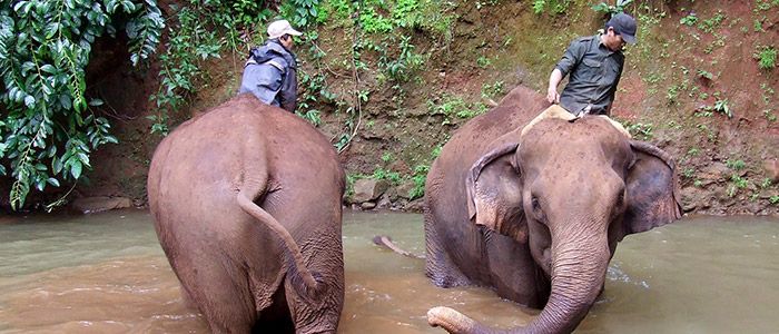 Elephants-cambodia.jpg