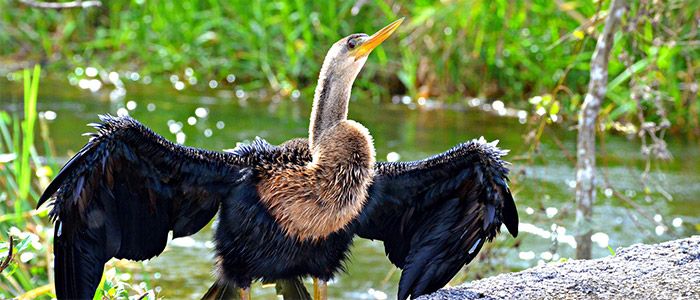 Everglades-National-Park.jpg