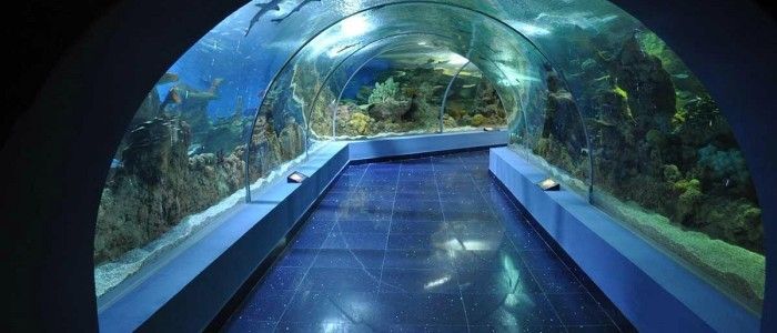 Explore Fakieh Aquarium