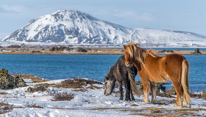 Top 10 Things To Do In Iceland For Your Next Epic Winter Getaway