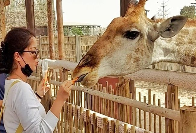 Why Should You Not Miss The Dubai Safari Park?