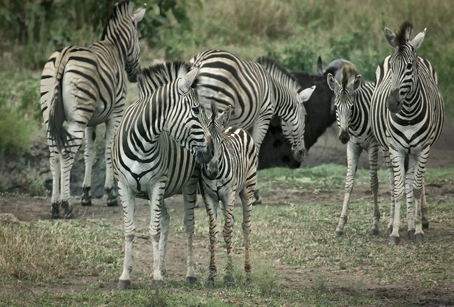 10 Incredible Reasons To Visit Africa Next