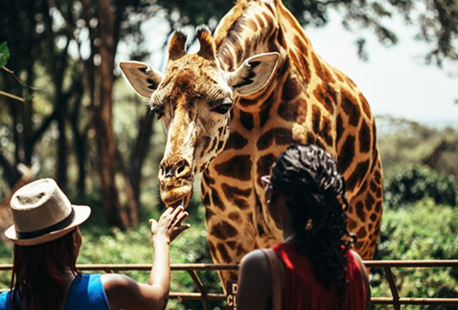 Nature’s Diversity: Six Best Things To Do For Wildlife Encounters In Kenya