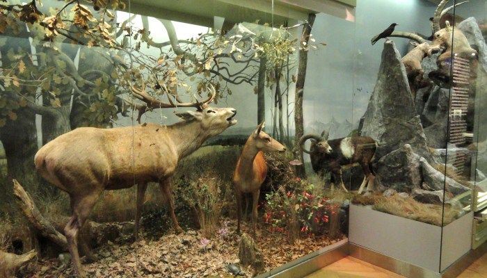 Finnish Museum of Natural History