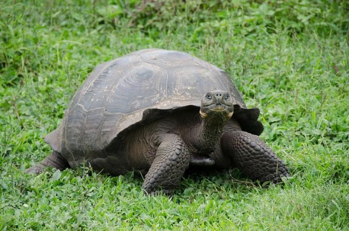 Galapagos Island