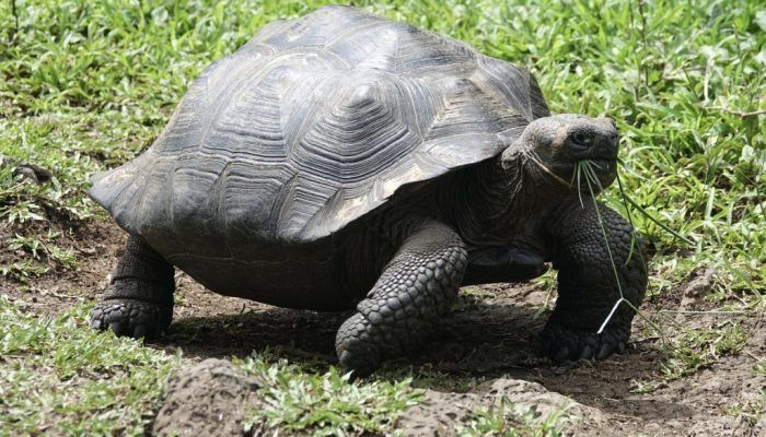 Galapagos Islands, Ecuador