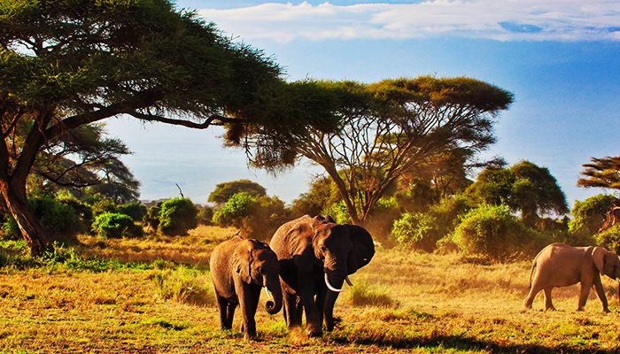 Game Drive @ Amboseli National Park