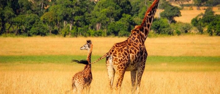 Giraffe wildlife africa