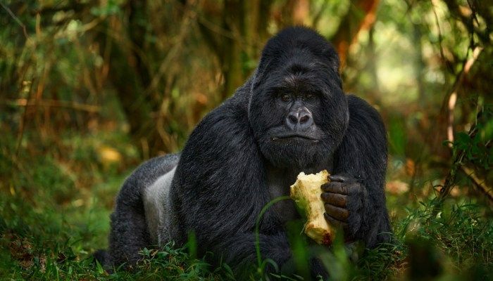 Gorilla Trekking, Black Friday Deals 2022
