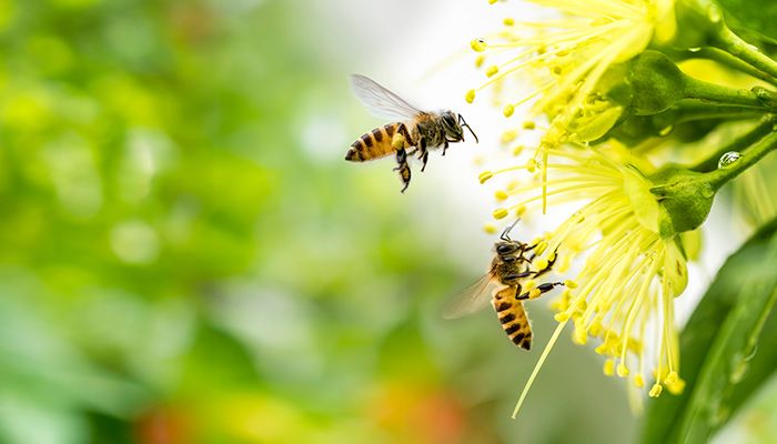 Guided Tour Of Hatta Honey Bee