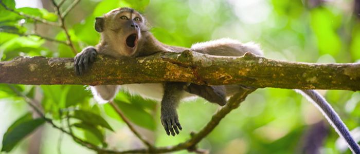 Gunung leuser national park