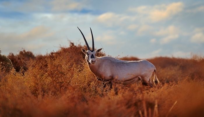 Hatta Wadi Hub Nature Reserve, Things To Do In Hatta Dubai