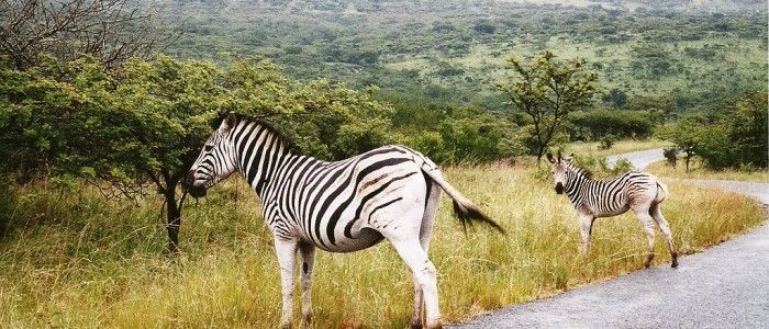 Hluhluwe Umfolozi Game Park
